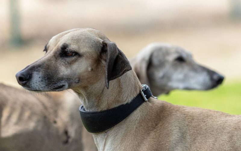Protest tegen jacht met Galgo en Podenco honden in Spanje