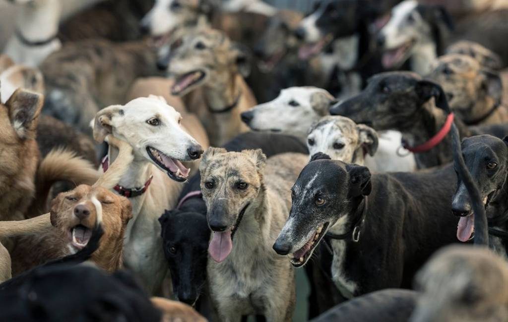 Spaanse senator vraagt regering in actie te komen om jachthonden te beschermen