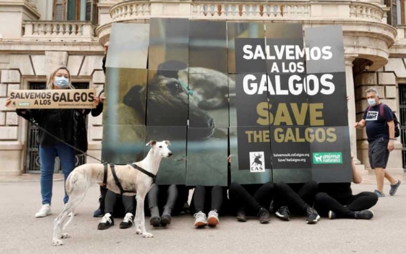 Discussie over jachthonden blokkeert nieuwe dierenwelzijnswet Spanje