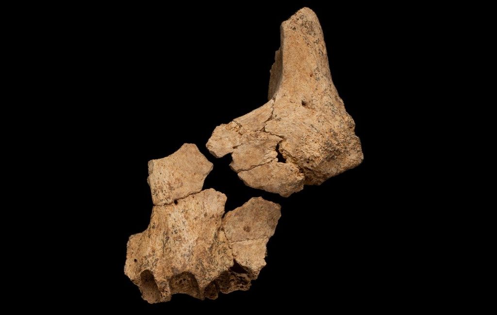 Resten van een 1,4 miljoen jaar oud mens gevonden in Spanje