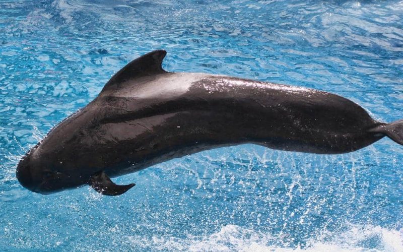 Een honderdtal grienden-dolfijnen voor de kust van de Costa Brava (video)
