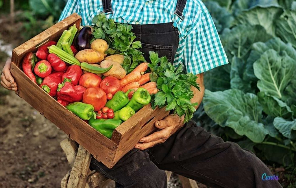 Voedselprijzen stegen in augustus met 283 procent van de boer tot consument