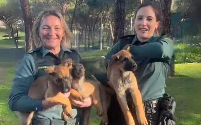 De Guardia Civil zoekt tijdelijke opvang van politiehonden pups in Spanje