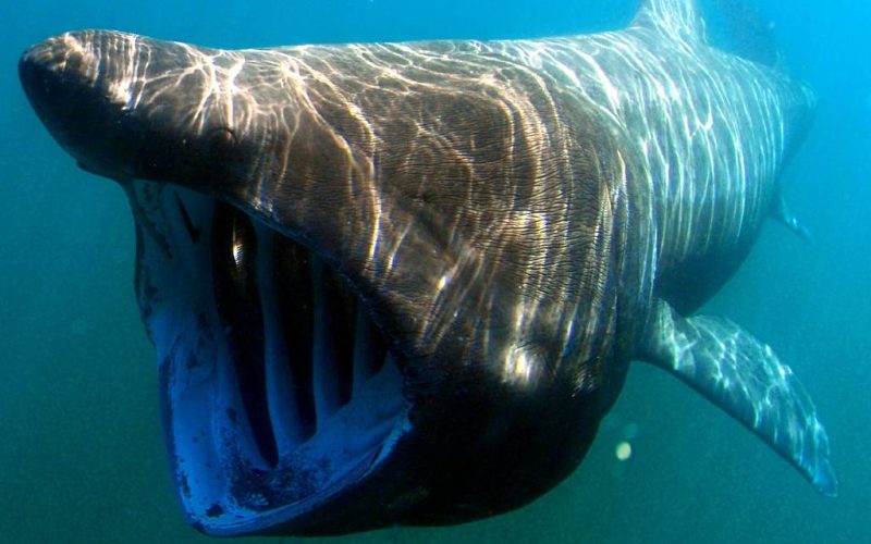8 meter lange haai gespot voor de kust van Polopos in Granada