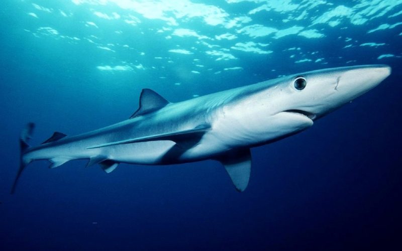 Blauwe haaien voor de kust van Galicië: geen gevaar, wel opletten!
