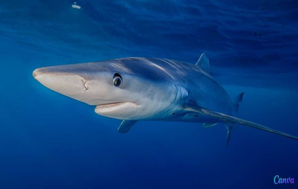 Haaien zorgen korte tijd voor zwemverbod op stranden in Sitges en Vilanova