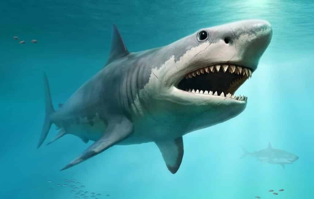 De Megalodon-haai broedde 23 miljoen jaar geleden bij Tarragona