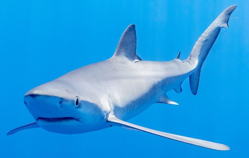 Strand op Baleareneiland Menorca gesloten vanwege aanwezigheid haai