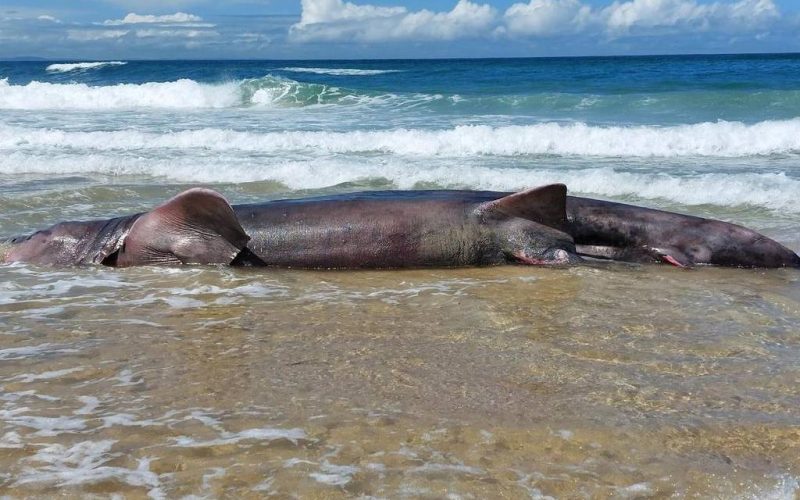 Zes meter lange zeldzame haai aangespoeld op een strand in Spanje