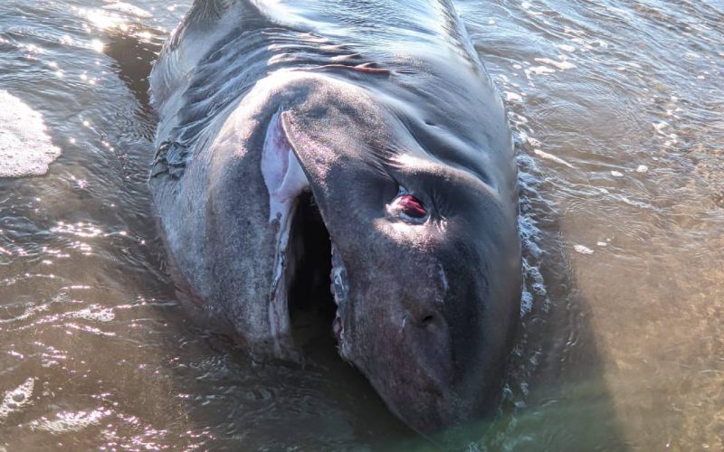 500 kilo zware en vier meter lange haai gevonden op het strand van Torrevieja