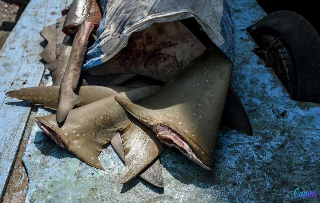 Spanje is Europa’s grootste exporteur van haaienvinnen