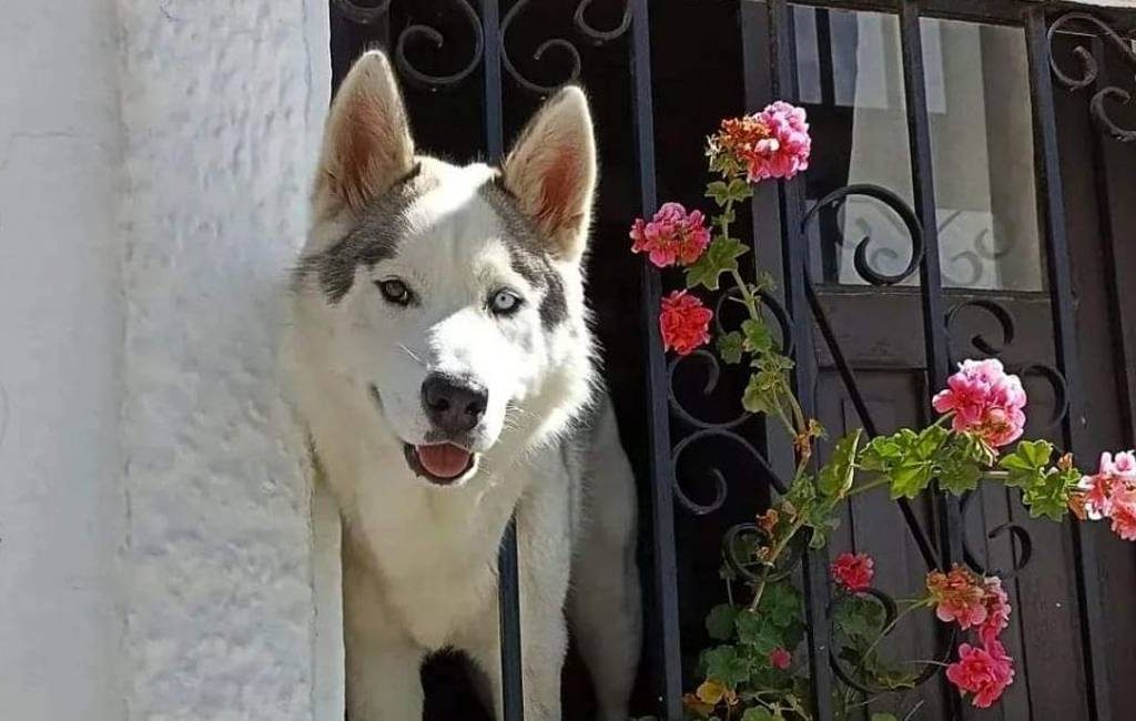 De bekendste Instagram-hond van Vejer de la Frontera is gered door de burgemeester