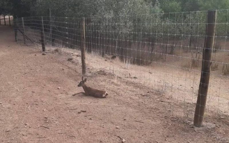 Wilde dieren bij Madrid raken niet bij de rivier door reusachtig privé hekken