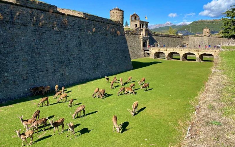 De herten van de citadel in Jaca als toeristische attractie