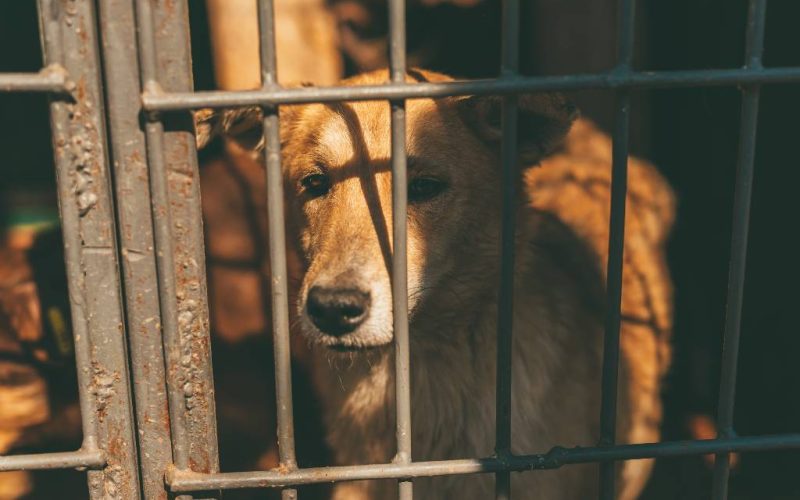 Programma tegen dierenmishandeling in Zaragoza leidt tot 63 veroordelingen in één jaar