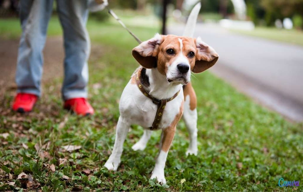21 duizend euro schadevergoeding na aanval loslopende hond in Asturië