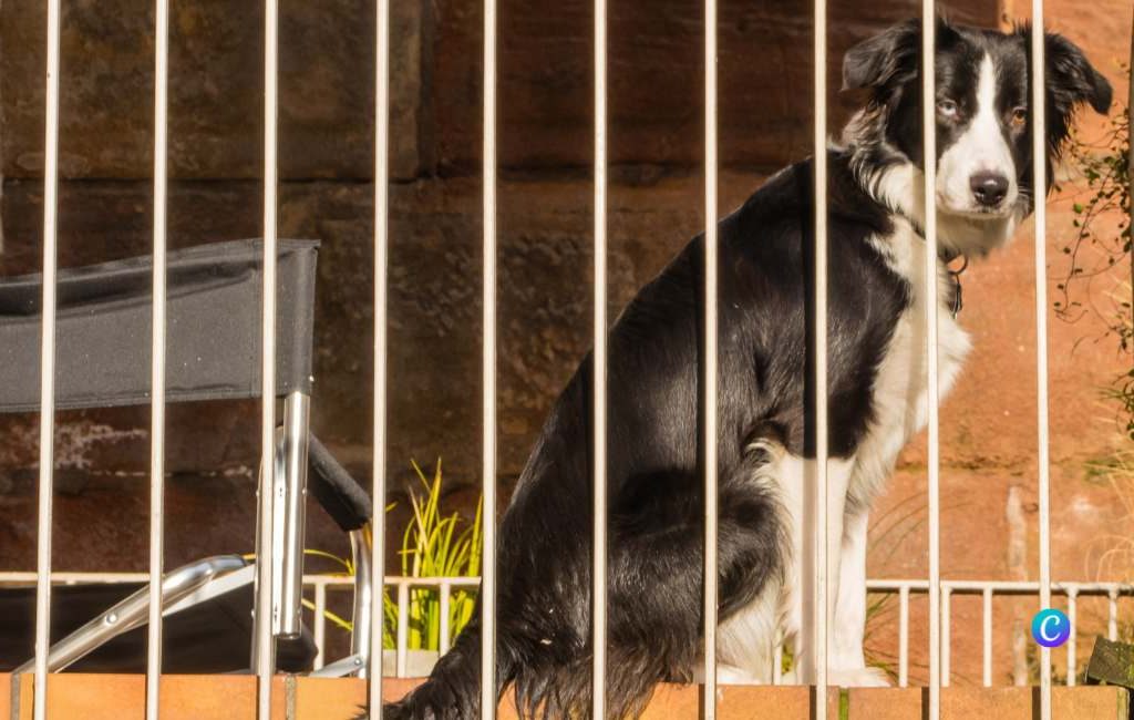 Nieuwe dierenwelzijnswet en het alleen laten van een hond of kat in Spanje