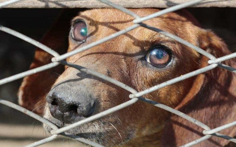 Toename in de steek gelaten honden in Spanje tot eind juni