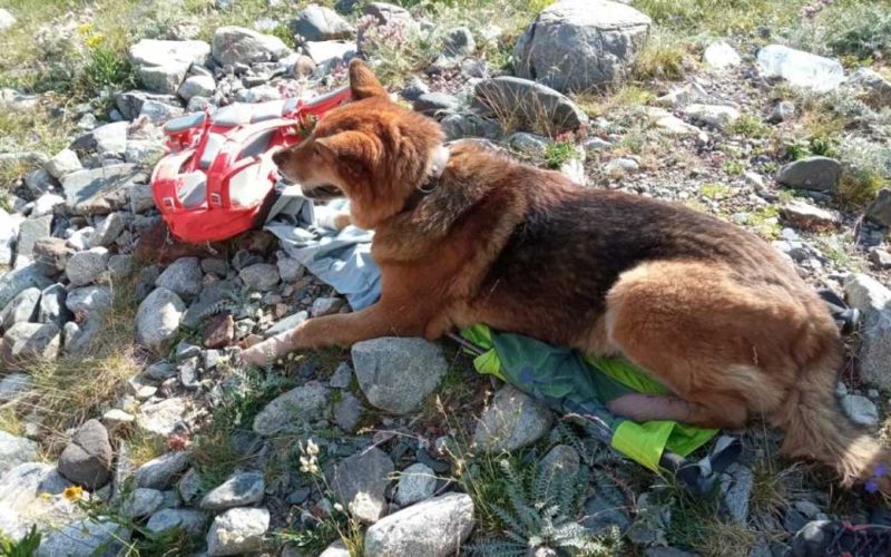 Reddingsbrigade moet hond in Pyreneeën redden terwijl baasjes boete kunnen krijgen voor dierenmishandeling