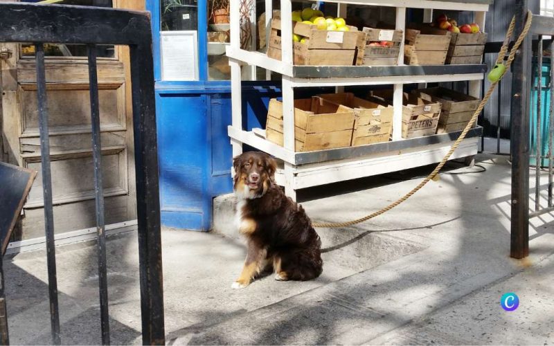 Hoge boete als je een hond buiten vastbindt bij de supermarkt in Spanje