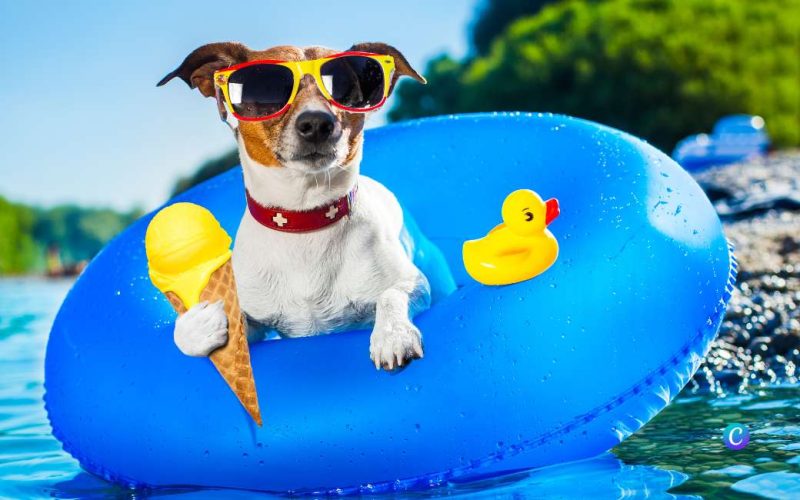 Deze gadgets helpen jouw hond tijdens de warmste dagen in Spanje