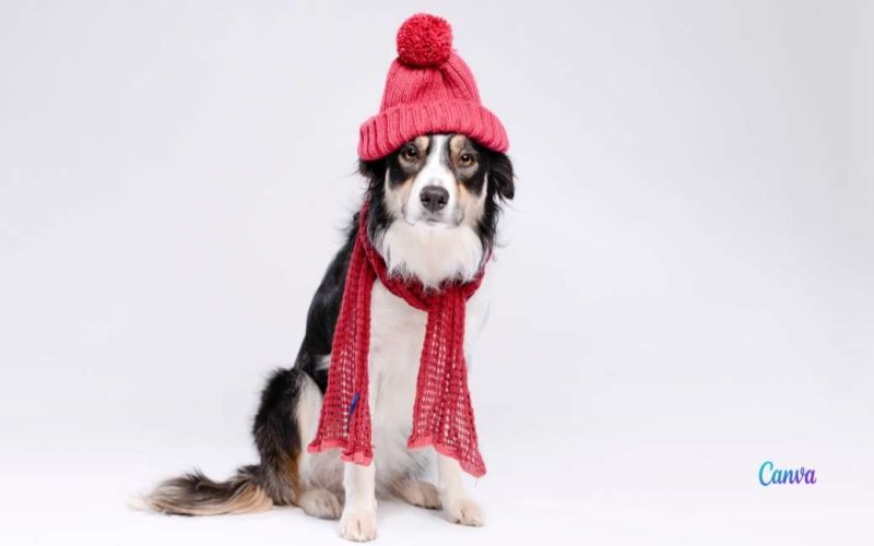Ook in Spanje wacht de winter dus help je hond de kou te weerstaan
