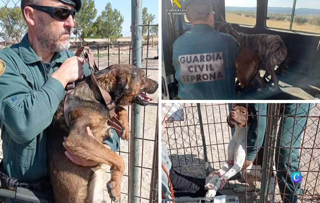 Politie vindt bij boerderij in Teruel 120 verwaarloosde honden zonder water of eten