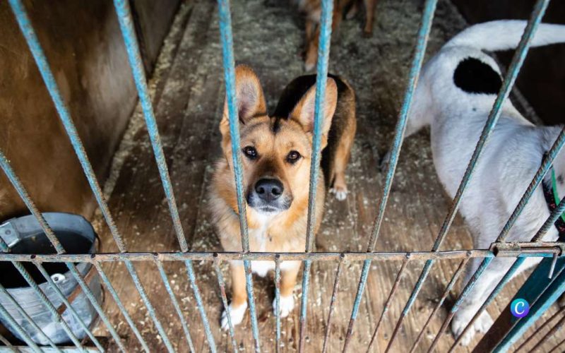 288.000 in de steek gelaten honden en katten in Spanje in 2022