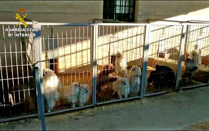Dierenarts en fokker in Granada gearresteerd voor doorknippen stembanden honden