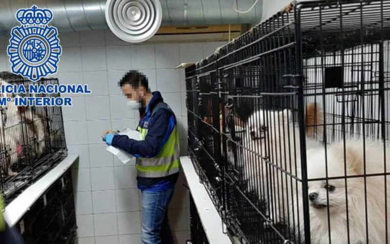 140 honden gered uit illegale fokkerijen in Mijas en Fuengirola
