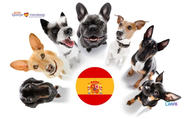 Populaire hondennamen in Spanje in 2023