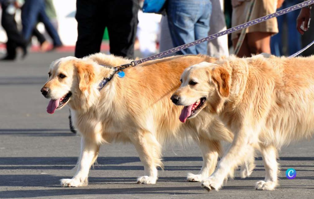 Bijna 700 honden doen mee met eerste massale hondenwandeling in Zaragoza