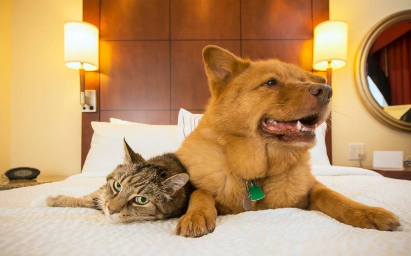 Huisdieren steeds vaker welkom in Spaanse hotels