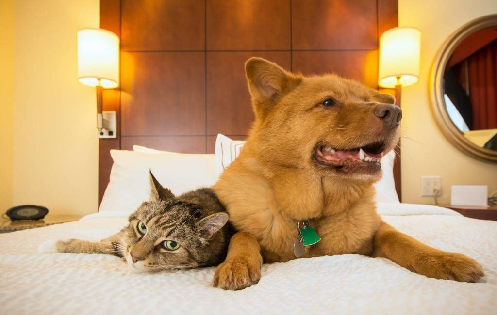 Huisdieren steeds vaker welkom in Spaanse hotels