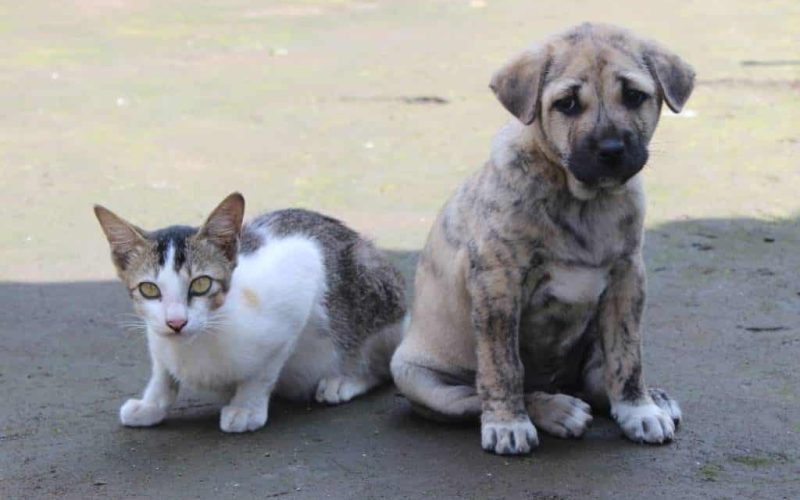 306.000 in de steek gelaten honden en katten in Spanje (2019)