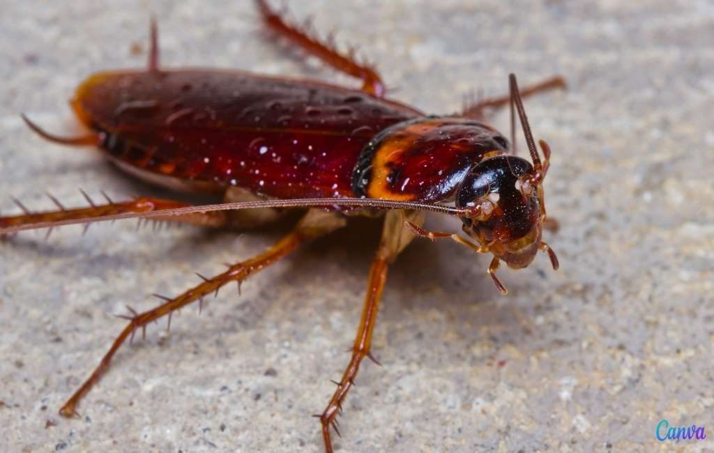 15x vervelende insecten en dieren tijdens jouw vakantie in Spanje