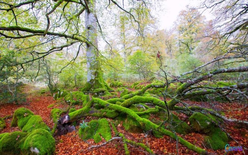 Maak kennis met het bijzondere Irati-bos in de autonome regio Navarra