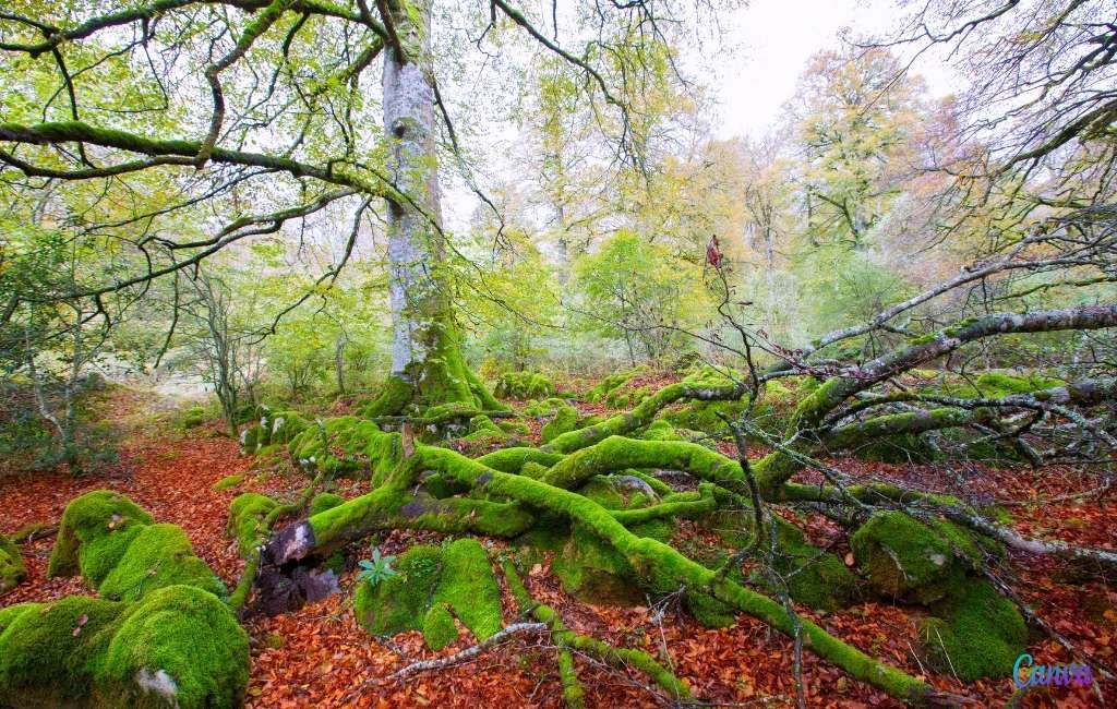 Maak kennis met het bijzondere Irati-bos in de autonome regio Navarra