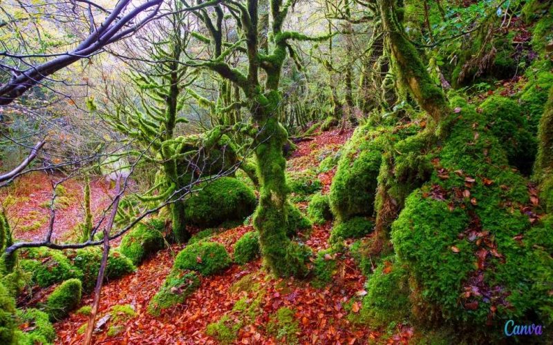 Internationale Dag van het Bos met een overzicht van de grootste bossen in Spanje
