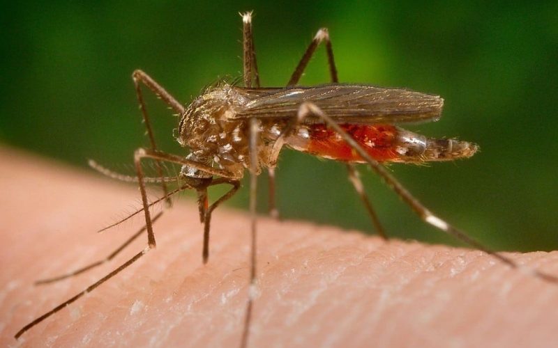 Aziatische ‘Japanse’ muggen in Spanje