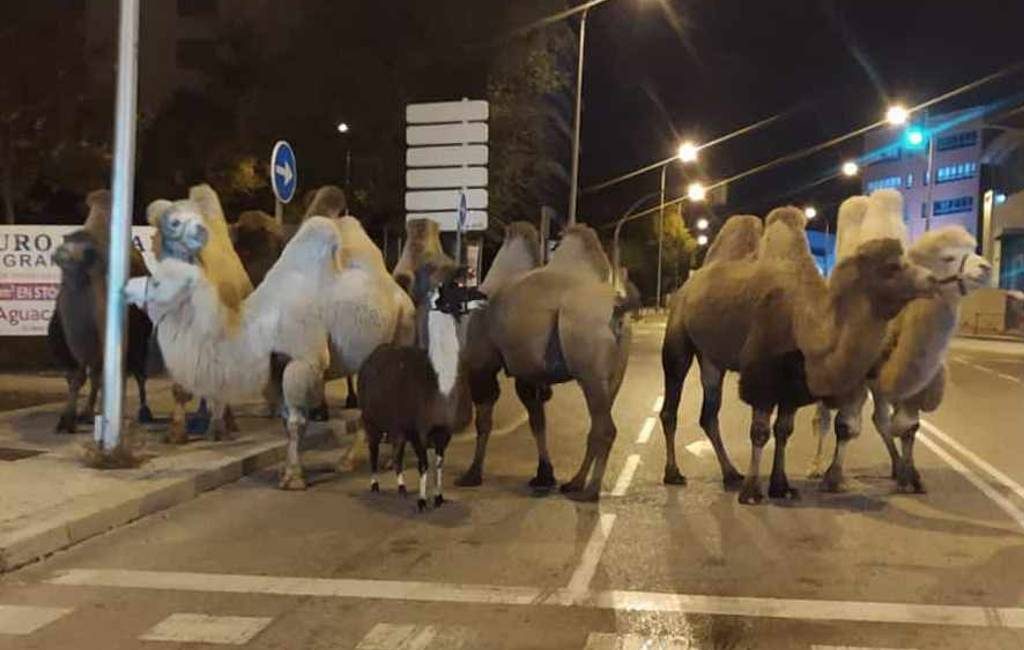 Acht kamelen en een lama lopen rustig door het centrum van Madrid