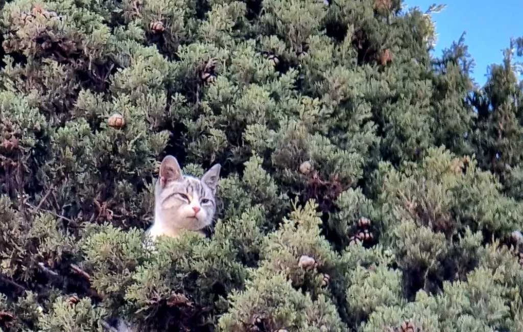 Kat in Granada na zeven dagen uit veertien meter hoge cipres gered
