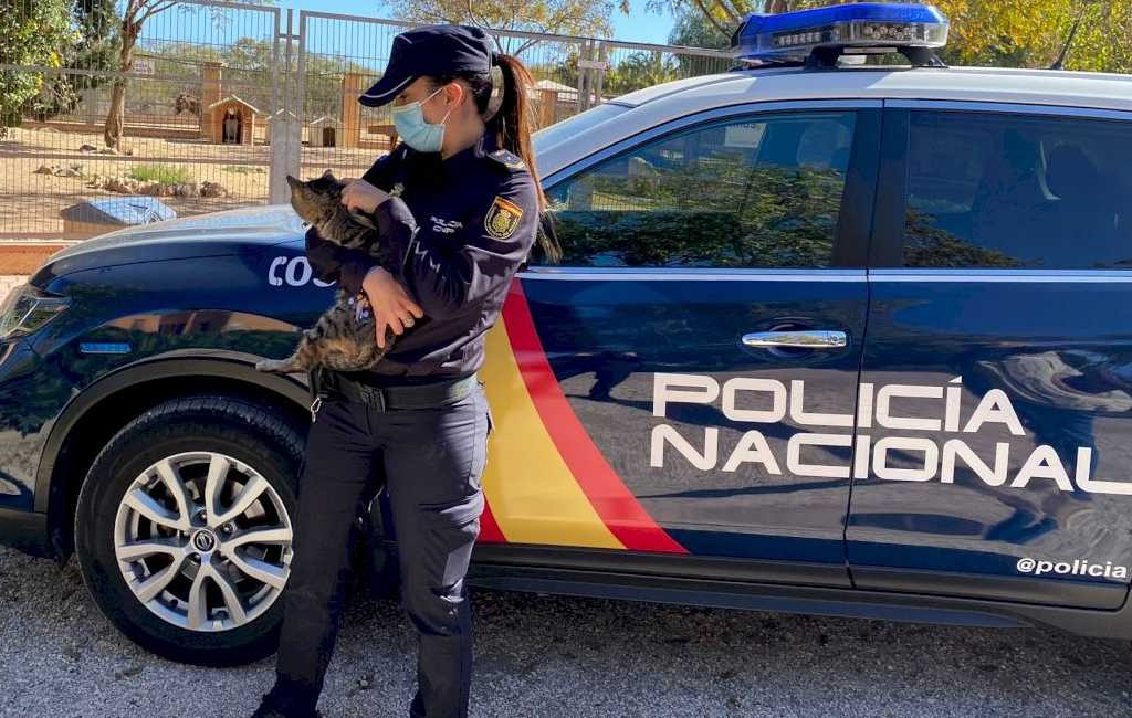 Man aangehouden die kat aanviel en opzettelijk omver reed in Alicante