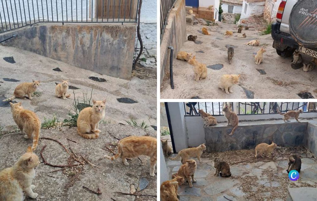 In dit dorp in Granada met 70 katten en 12 mensen hebben ze hulp nodig