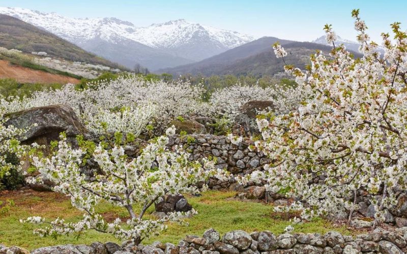 De kersenbloesem in de Valle del Jerte in Extremadura is spectaculair om te bezoeken