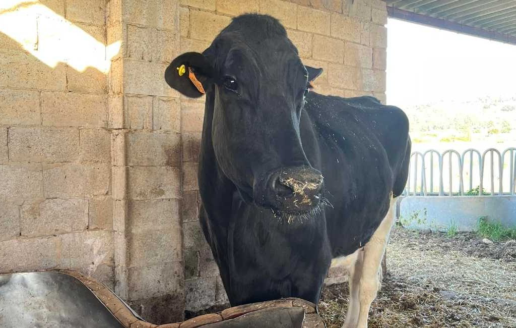 Ibiza mobiliseert zich om een ​​koe uit het slachthuis te redden