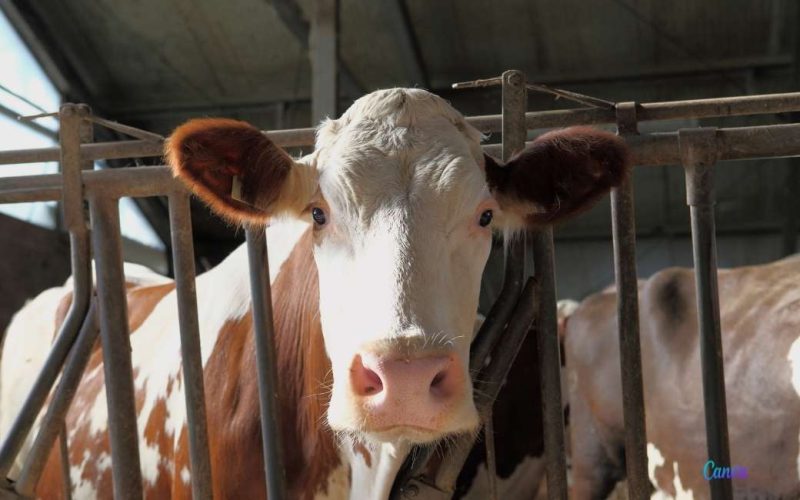 Koe krijgt 300 euro boete vanwege te hard loeien in Asturië