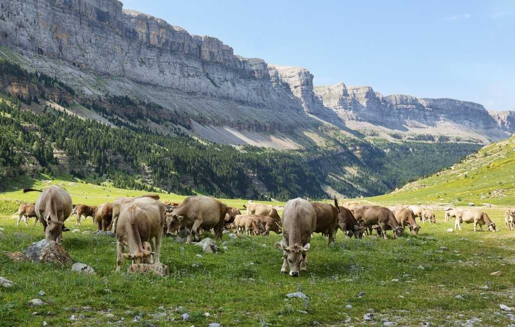 Nationaal Park Ordesa bekijkt oplossingen na aanvallen koeien op toeristen