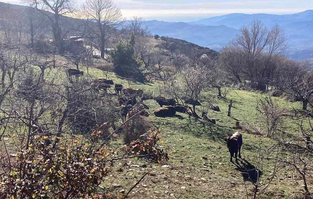 Honderd vandalistische ‘hang-koeien’ veroorzaken problemen in het Sierra Nevada natuurgebied