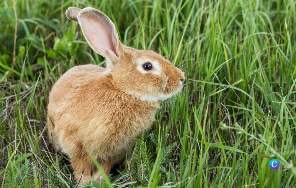 Een plaag van ‘hybride’ konijnen verwoest gewassen in Spanje